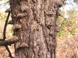Image result for Acacia nigrescens