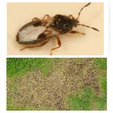 Our lawn products are also professional grade, and tailored to florida lawns. Do It Yourself Pest Control Home Facebook