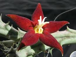 Image result for Piaranthus atrosanguineus