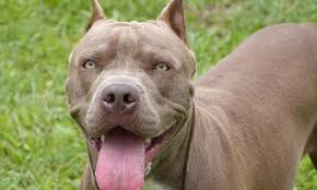 We did not find results for: Menina E Agredida Pelo Namorado Ao Tentar Defender Cachorro Pitbull Folha Pe