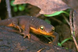 Image result for california newts