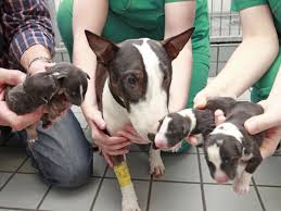 The miniature bull terrier is a breed with origins in the extinct english white terrier, the dalmatian and the bulldog. Mini Bullterrier Grosse Sorge Grosse Freude Besondere Geburtshilfe In Giessen Giessen