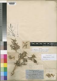 Image result for Blepharis diversispina