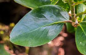 Image result for Rawsonia lucida
