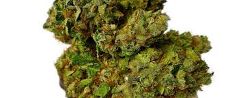 Jah Kush Weed Strain Review and Information