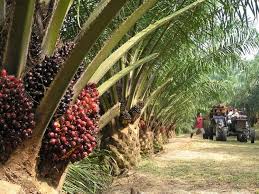 If taken into account of other oils & fats produced in the country, malaysia accounted for 9.1% and 19.7% of the world's total production and exports of oils and fats in the same year. Malaysia To Double Palm Oil Production By 2020