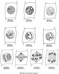 Image Result For Mitosis Diagram In Plants Mitosis Cell Cycle Geometric Tattoo