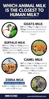 The importance of milk nutrition for our health is undeniable. Which Animal Milk Is The Most Similar To The Human Milk Infographic Laptrinhx