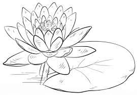 Water lilies coloring page 4 is a coloring page from flowers.let your children express their imagination when they color the water lilies coloring page they. Water Lily And Pad Coloring Page Lilies Drawing Water Lily Drawing Flower Drawing