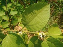 Image result for Grewia mollis