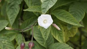 Image result for Merremia aegyptia