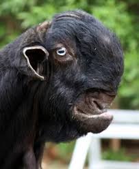 What does this mean for goat? Ader Family Home School Damascus Goat