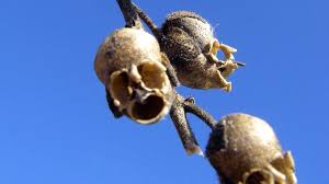 We did not find results for: 40 Of The World S Weirdest Flowers Boing Boing