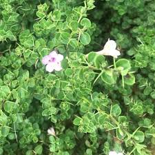 Image result for Barleria boehmii