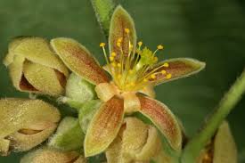 Image result for Grewia villosa