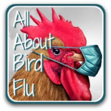 The route of contamination is by oral infection followed by colonization of the gastrointestinal tract. Salmonella And Chicken Keeping The Facts