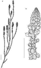 Image result for Polygalaceae