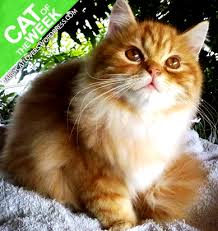 Kucing yang comel dan gebu ini rasanya tak perlukan pengenalan yang panjang. Kucing Parsi Jarey Cat Lovers
