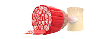 The sacrum bone—which is really 5 bones that begin to fuse at about age one, with the fusion complete approximately by age 30 ﻿ ﻿—plus the coccyx bone, complete. Messenger Between Muscles And Bones Scientists Identify Irisin S Receptor Biovendor
