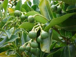 Image result for Congolanthus