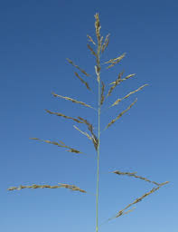 Image result for Eragrostis curvula