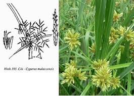 Kết quả hình ảnh cho mùa hoa cói