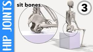 Collections are ordered sets of models. Where Are Your Hip Joints And Sit Bones Explained Youtube