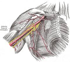 Image result for Axillary Nerve Block