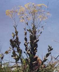 Image result for Senecio latifolius
