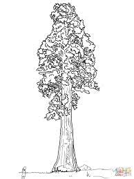Where to find food coloring in grocery store. Sequoia California State Tree Coloring Page Coloring Home