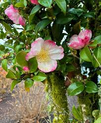 Image result for Theaceae