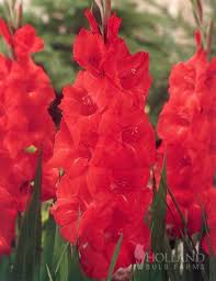 Pin On Gardening
