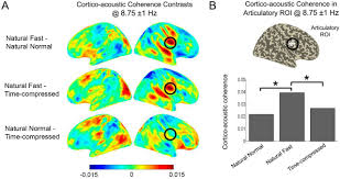 Gzip is a form of data compression: Neural Oscillations Track Natural But Not Artificial Fast Speech Novel Insights From Speech Brain Coupling Using Meg Biorxiv