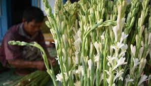 Kaya Manfaat Bunga Sedap Malam Bukan Sekedar Hiasan Faktualnews Co