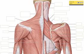 The deltoid, teres major, teres minor, infraspinatus, supraspinatus (not shown) and subscapularis muscles (not shown) all extend from the scapula to the humerus and act on the shoulder joint. Neck And Back Muscles Diagram Quizlet