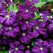Maybe you would like to learn more about one of these? Buy Clematis Viticella Etoile Violette J Parkers