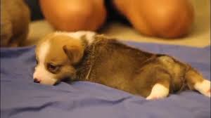 This is corgi puppies by lifejacket on vimeo, the home for high quality videos and the people who love them. Corgi Puppies Youtube