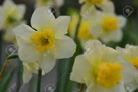 Businessweek gives us a huge shout out. Daffodils The Flowers Symbolizing Friendship Are Some Of The Most Popular Flowers Exclusively Due To Their Unmatched Beauty Stock Photo Picture And Royalty Free Image Image 85443210