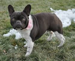 Your french bulldog eyes stock images are ready. What Colors And Color Patterns Do Frenchies Come In Bluehaven French Bulldogsbluehaven French Bulldogs