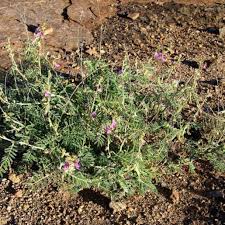 Image result for Vepris bremekampii