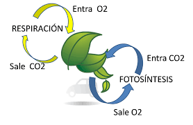 Estos son animales vertebrados que al inicio de suvida, tienen respiración por la piel, especialmente. La Respiracion De Las Plantas En Imagenes Infocampo