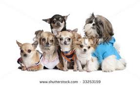Group Of Cute Stock Photos Images Pictures Group Of Dogs Chihuahua Dog Dresses