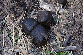 Image result for marten poop