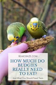 We did not find results for: How Much Budgies Really Need To Eat Beak Craze