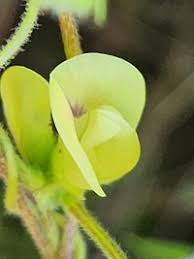 Image result for Macrotyloma densiflorum