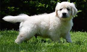 View available puppies with 1 year health guarantee & best testimonials, airline shipping. Golden Retriever Puppies For Sale Wilmington Nc 240966