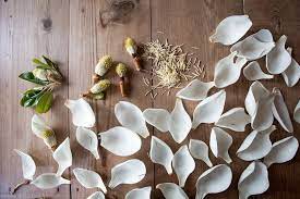 A Southern Chef S Recipe For Pickled Magnolia Petals Flower Food Edible Flowers Petals
