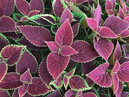 Image result for Coleus scutellarioides