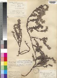 Image result for Alchemilla johnstonii