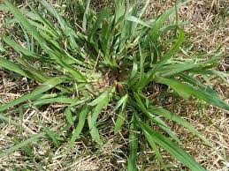 Lawn weeds fall under three broad categories: Weed Identification Guide These Weeds Are The Worst